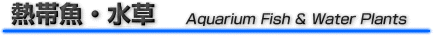 aquawp1