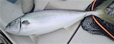 tyouka23827